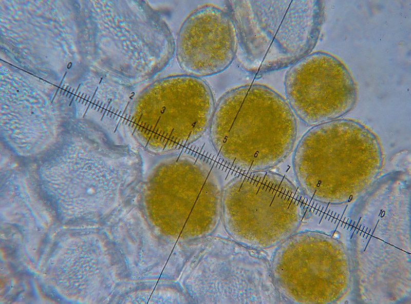 Puccinia sp. su Adenostyles